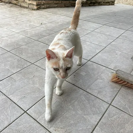 Large House With Pool, And Park * Effiat